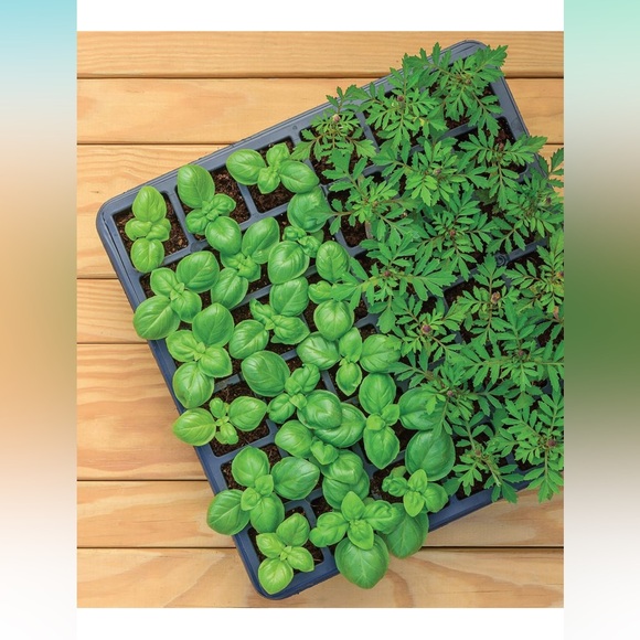 🆕 Burpee 36 Cell Seed Starting Kit - Picture 2 of 6